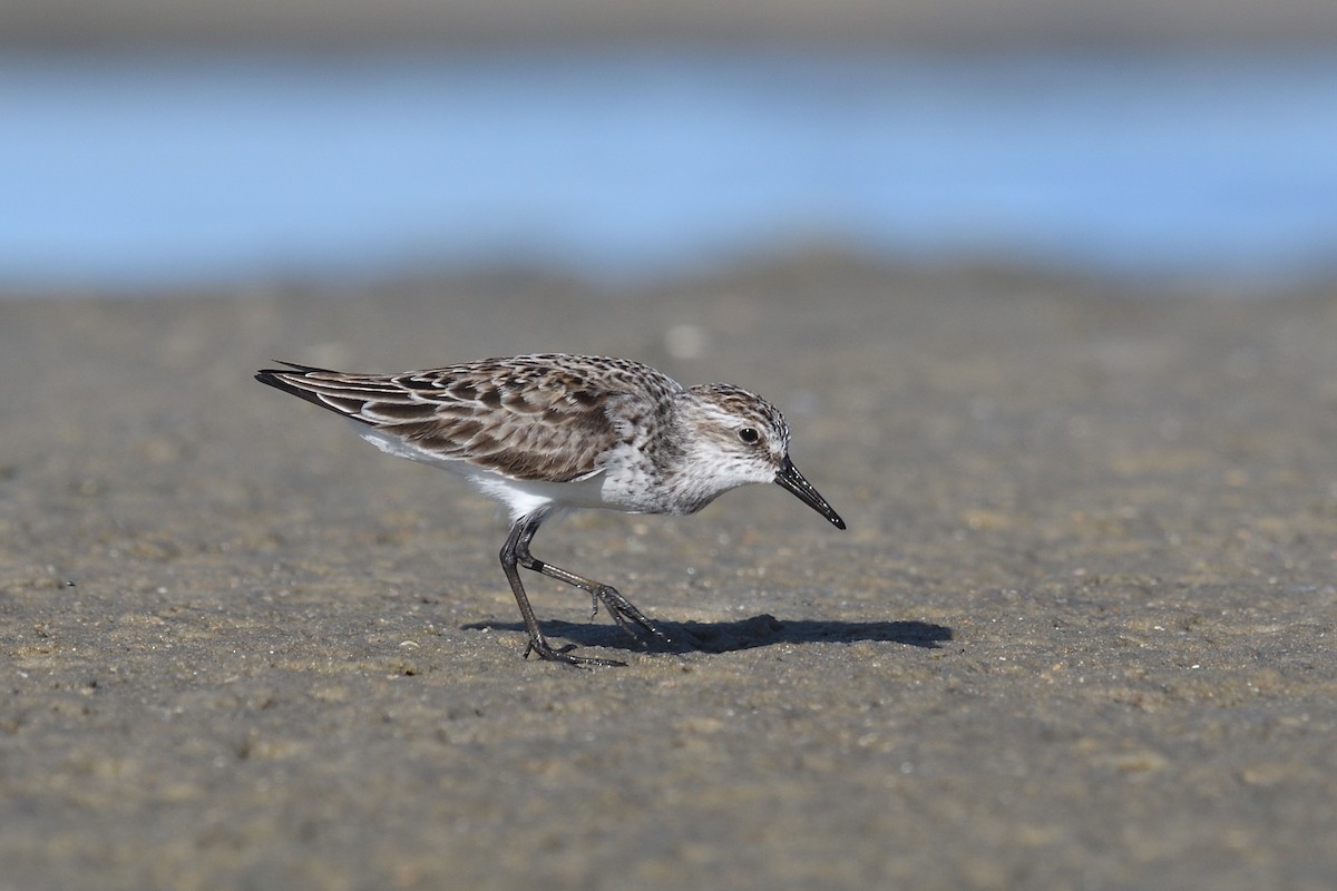 Semipalmated Sandpiper - ML620483279