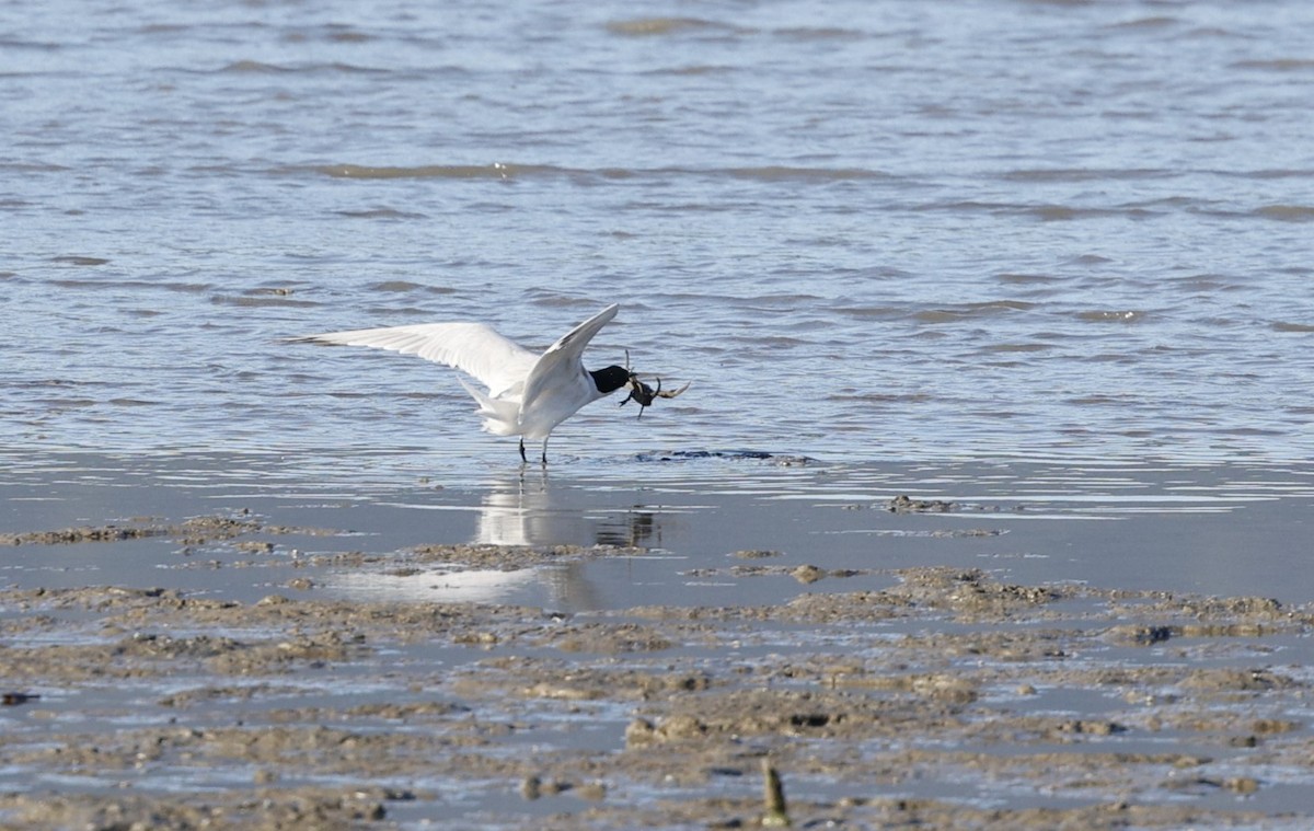 Australian Tern - ML620483287