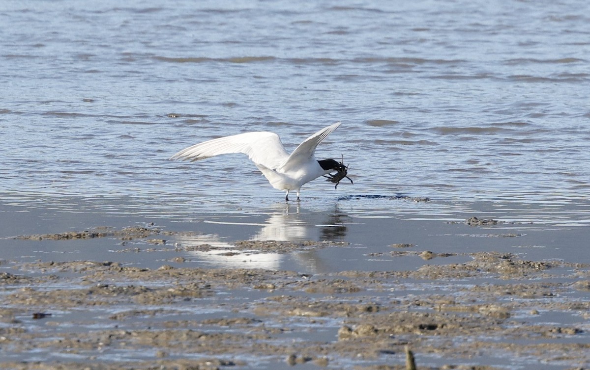 Australian Tern - ML620483288