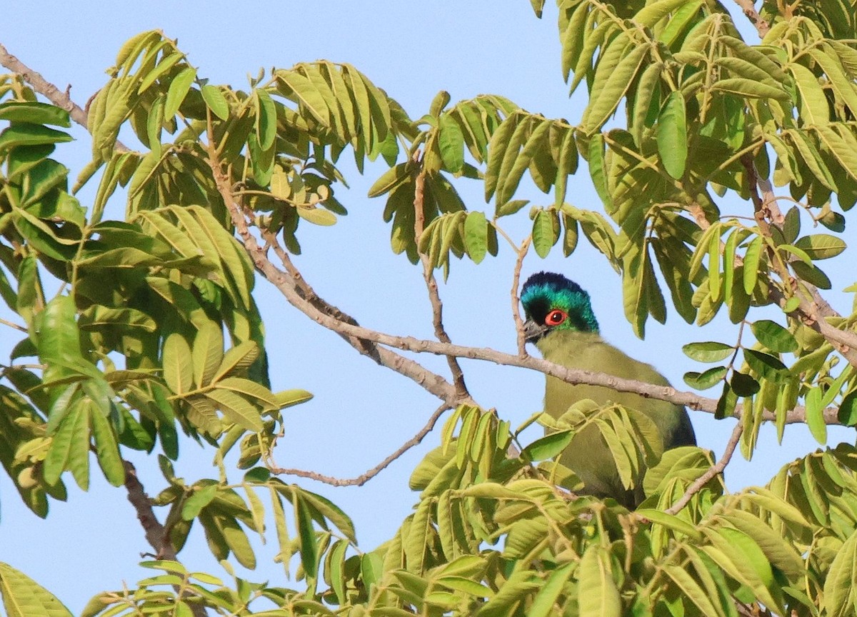 Purple-crested Turaco - ML620483292