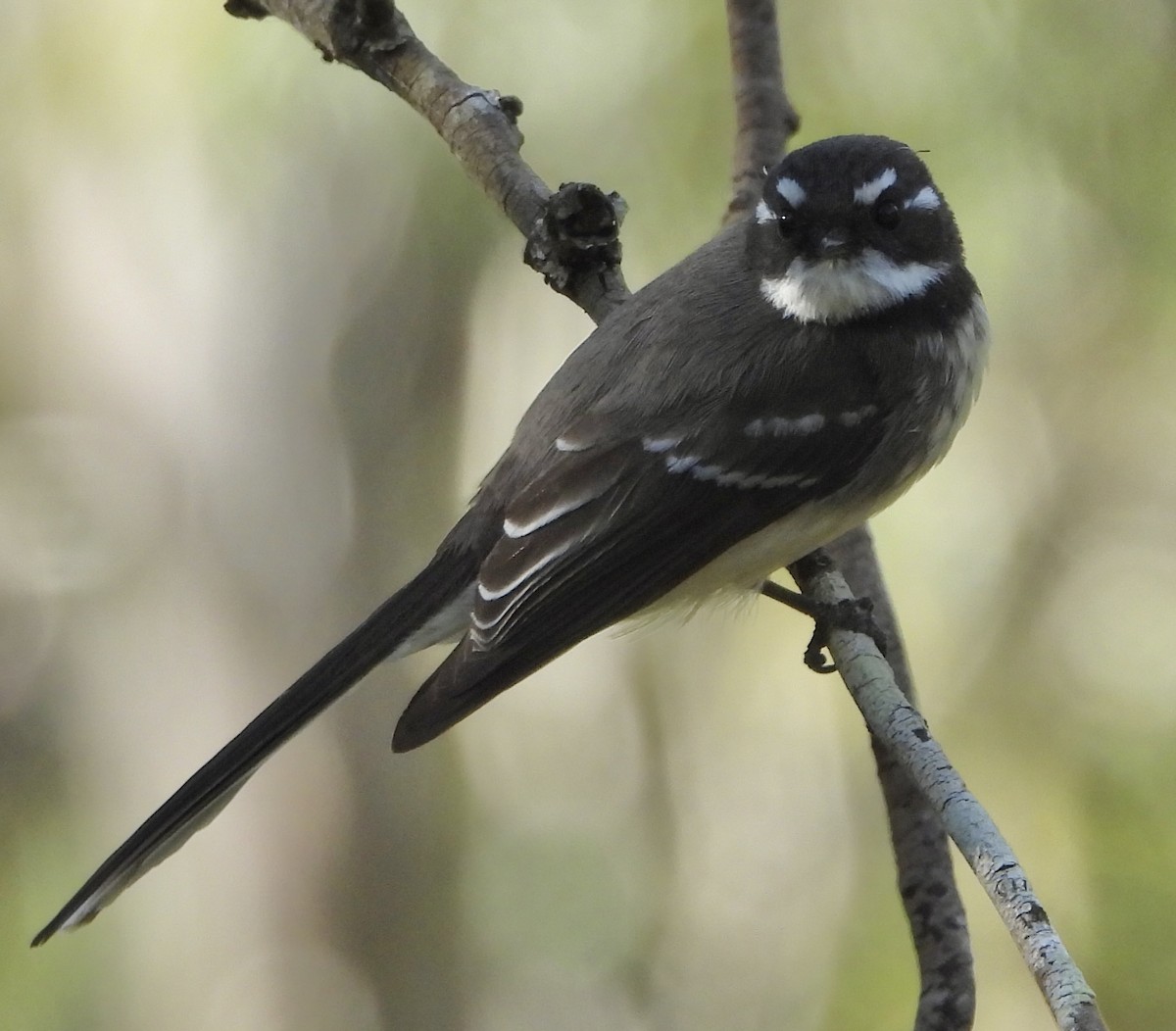 Gray Fantail - Maylene McLeod