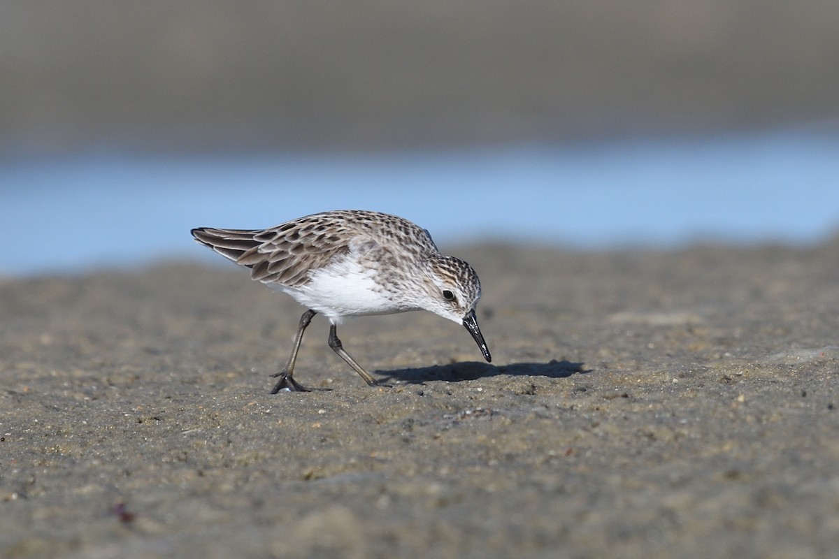 Semipalmated Sandpiper - Shane Carroll