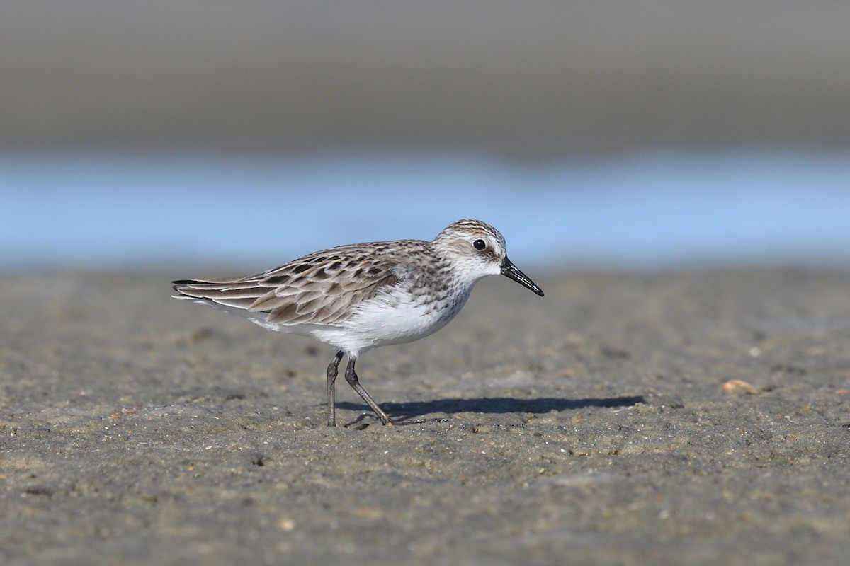 Semipalmated Sandpiper - ML620483295