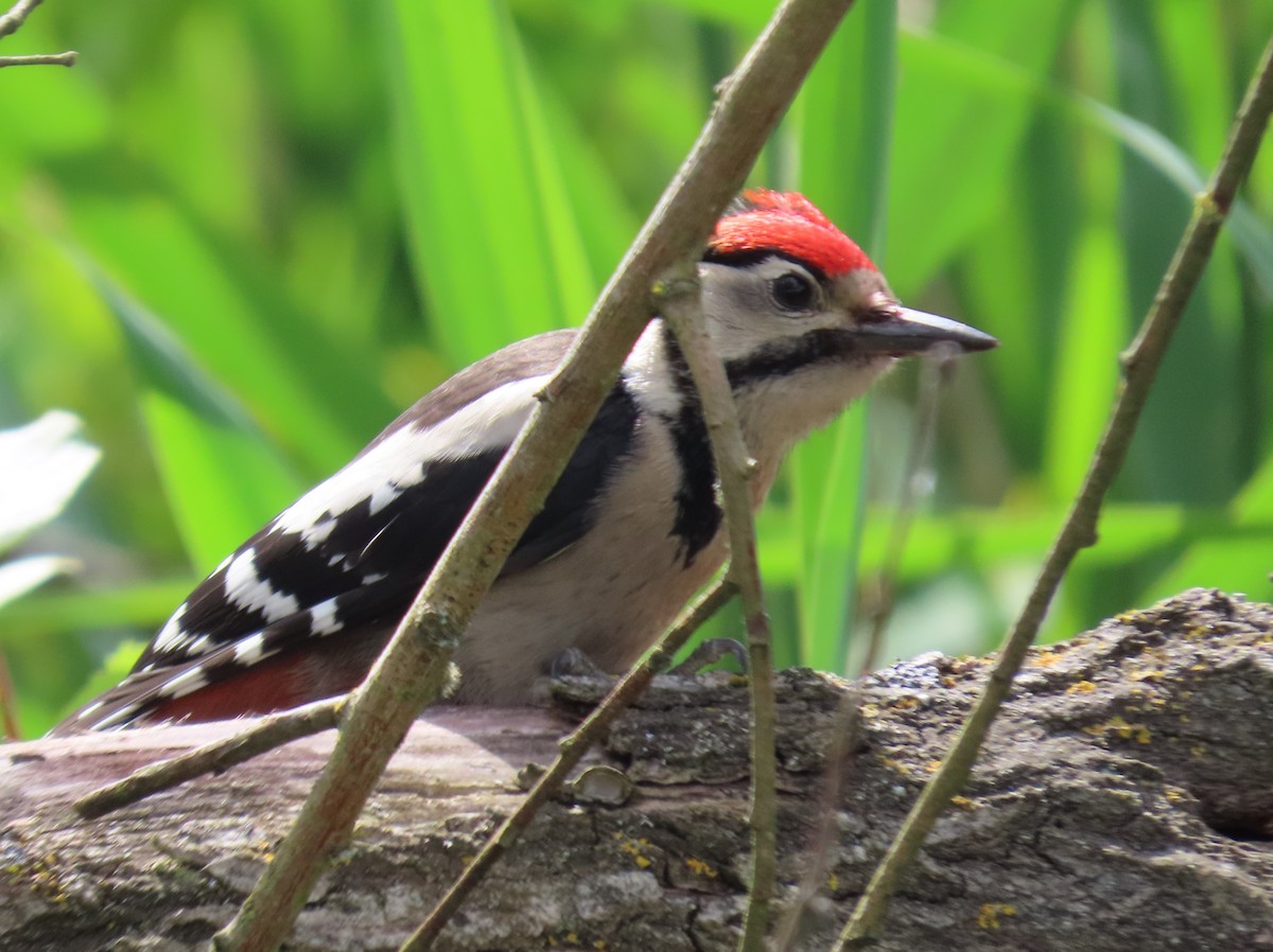 Great Spotted Woodpecker - ML620483299