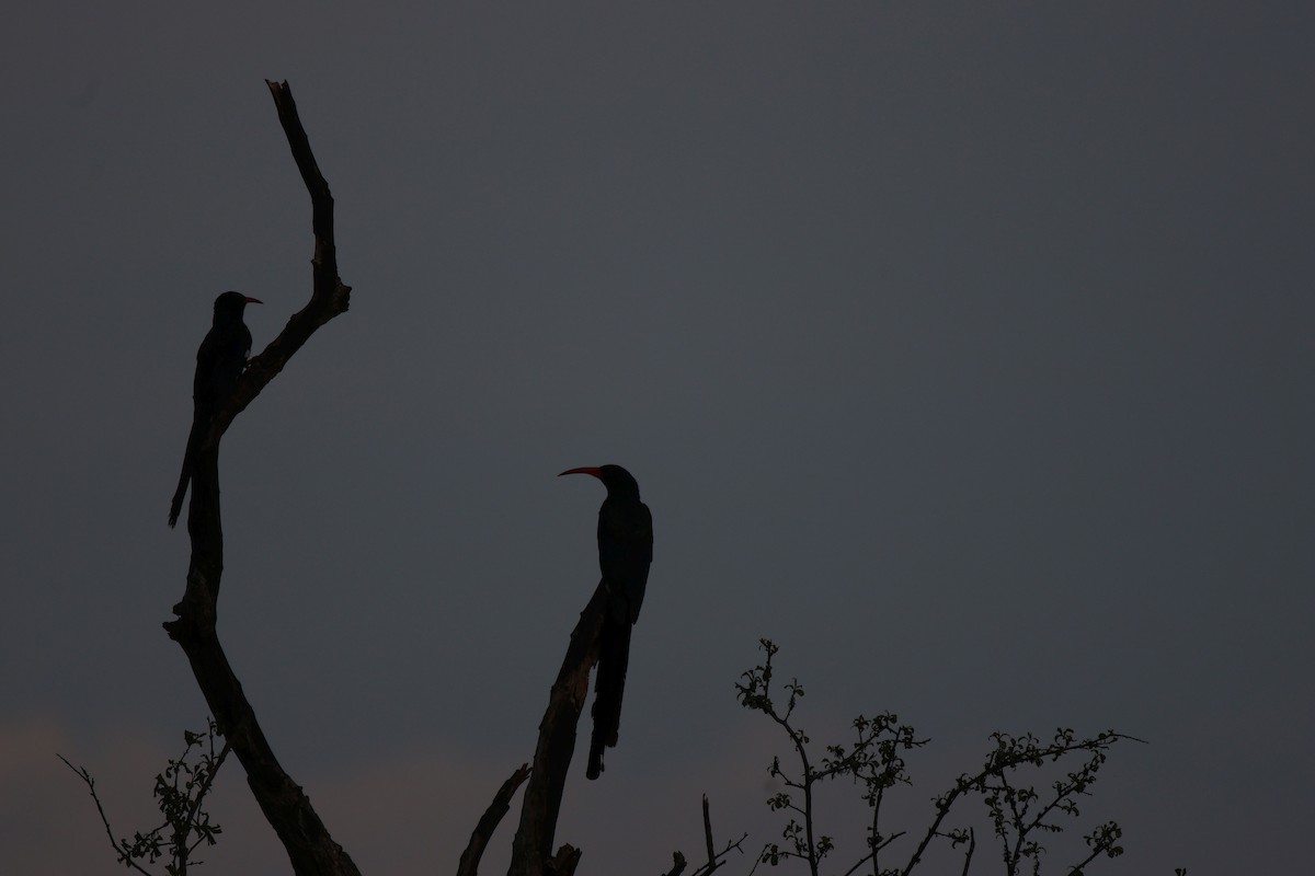 Green Woodhoopoe - ML620483301