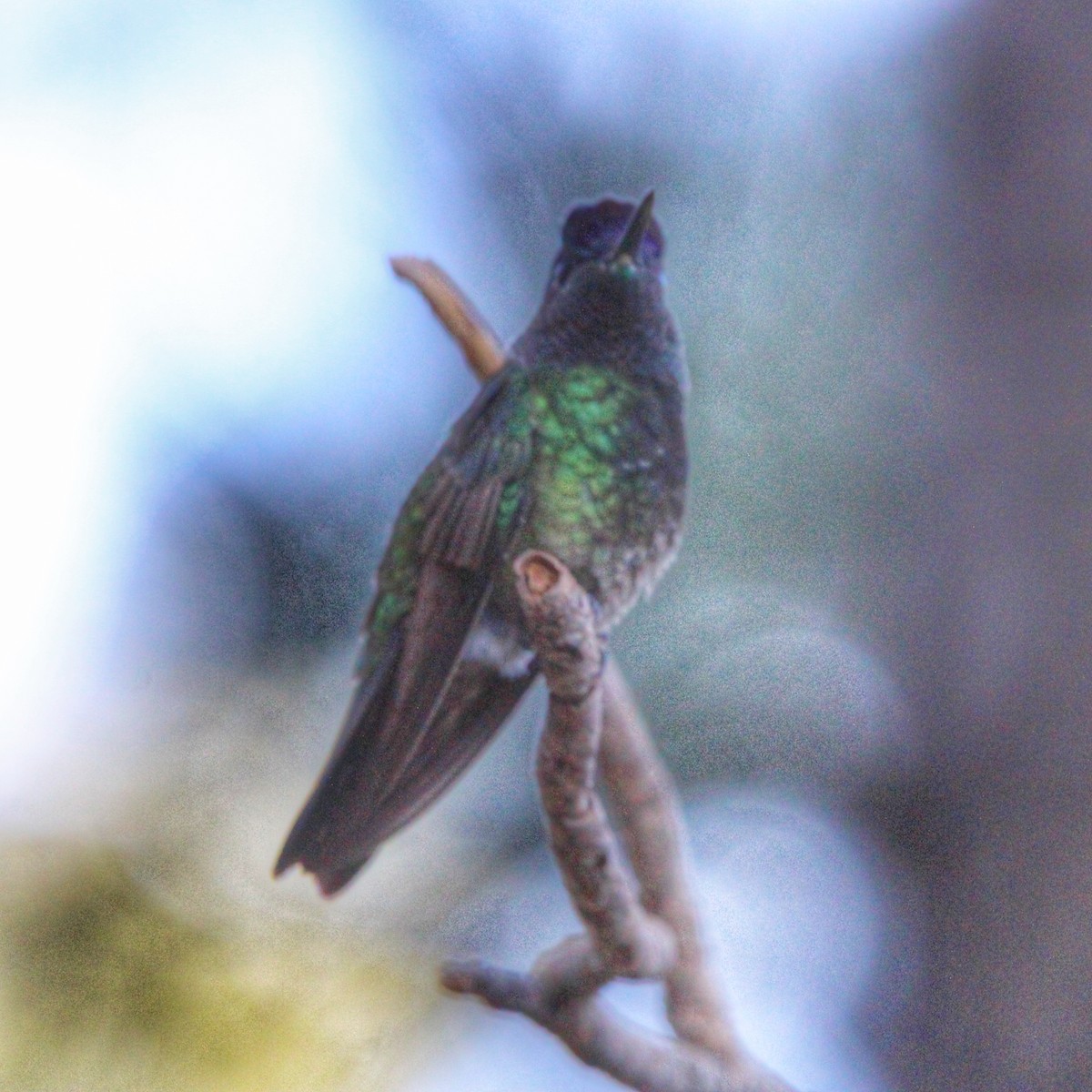 kolibřík skvostný - ML620483305