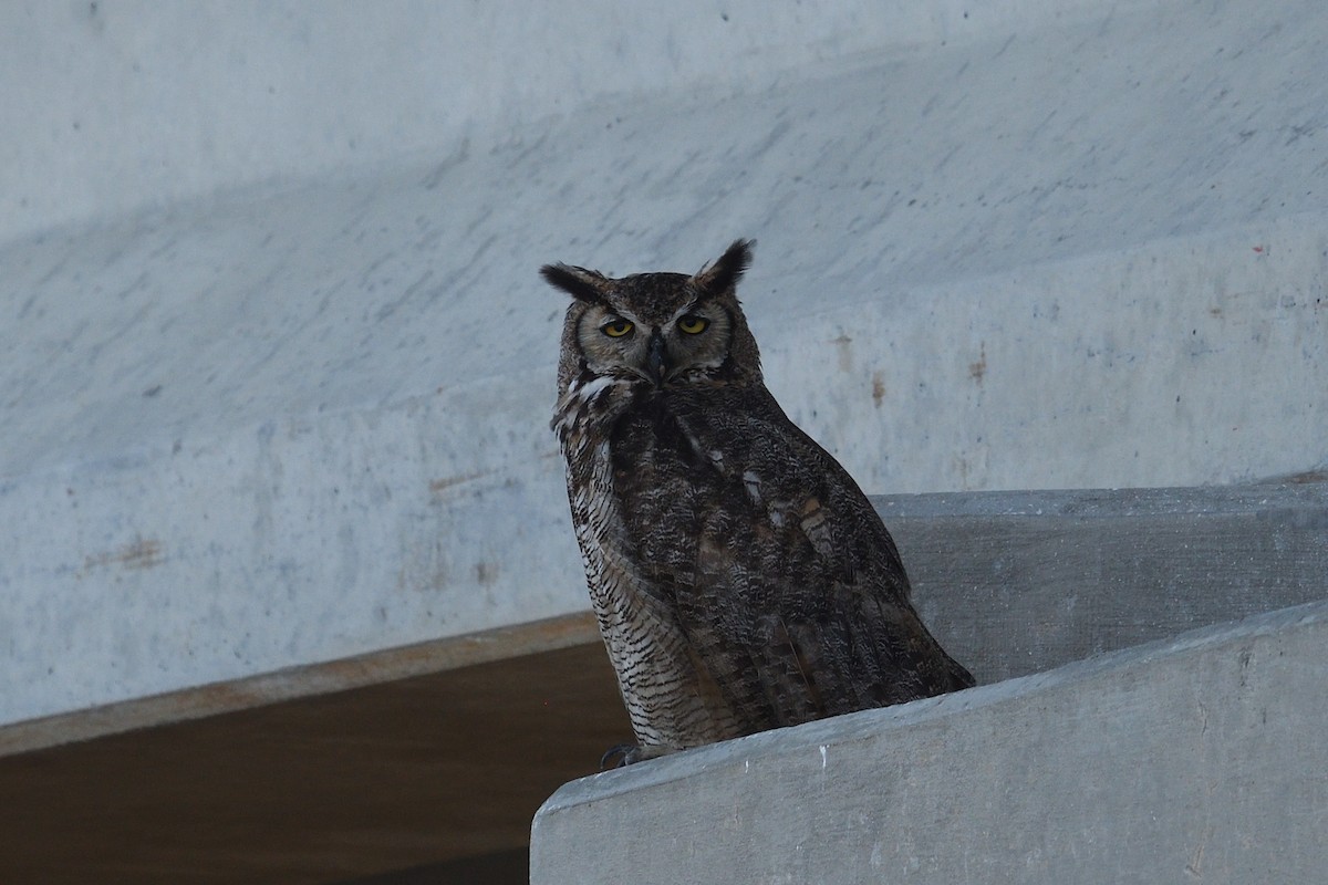 Great Horned Owl - ML620483306