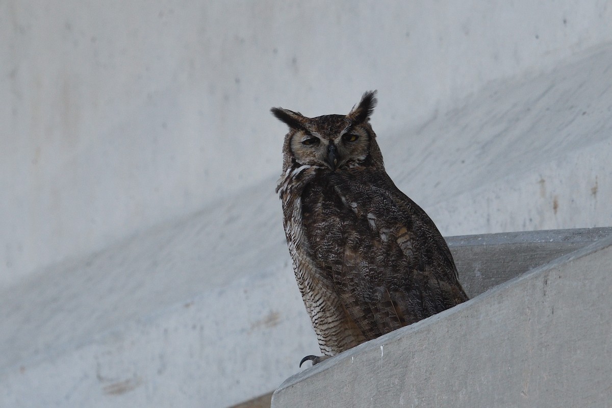 Great Horned Owl - ML620483307