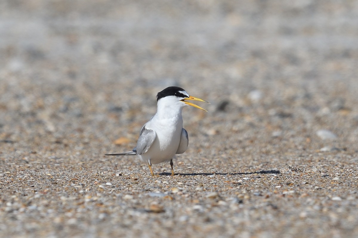 Least Tern - ML620483309