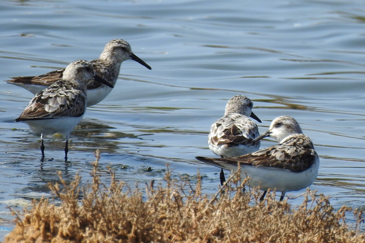 Bécasseau sanderling - ML620483310