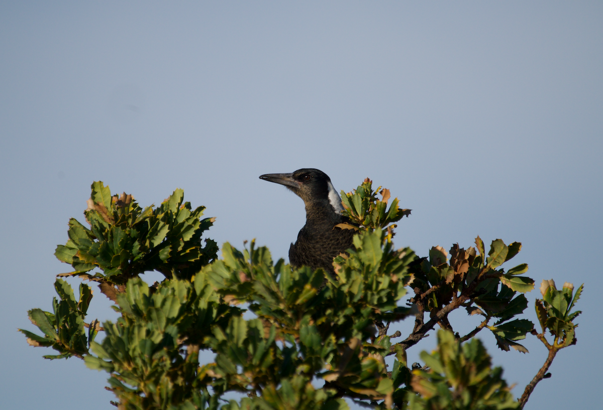 Australian Magpie - ML620483317