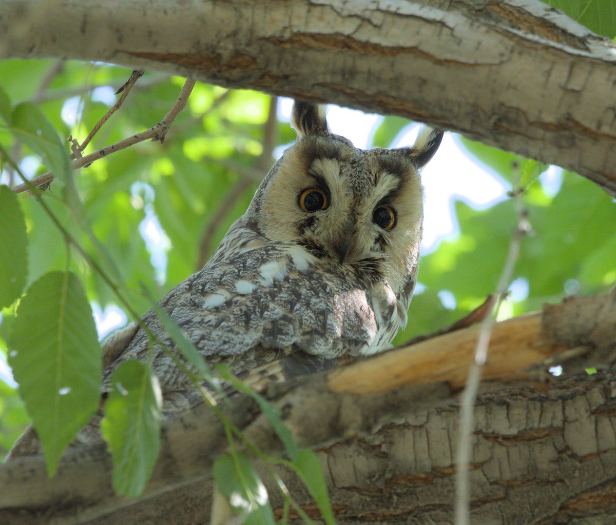 Long-eared Owl - ML620483318