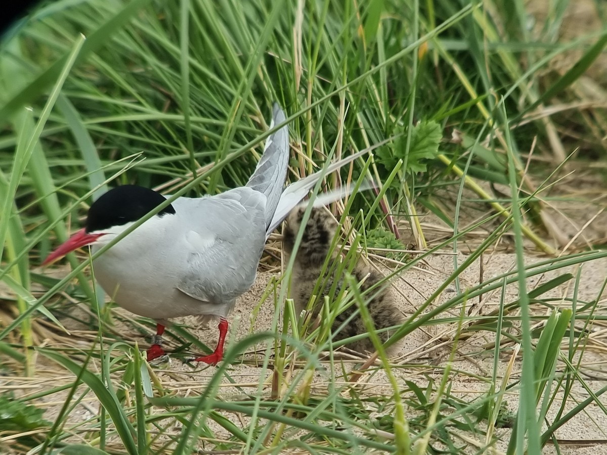 Arctic Tern - ML620483319