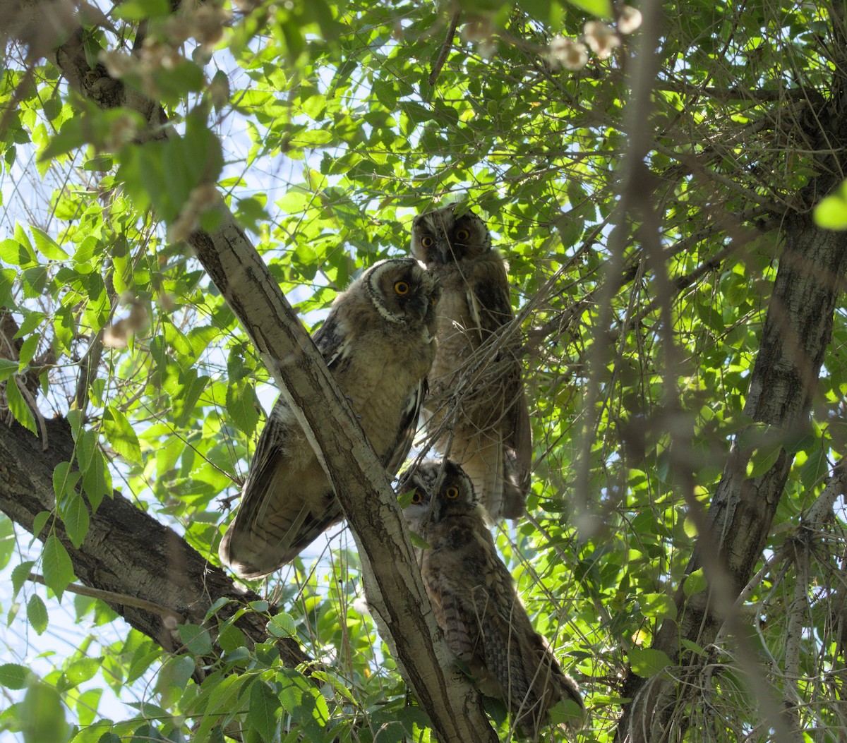 Long-eared Owl - ML620483320