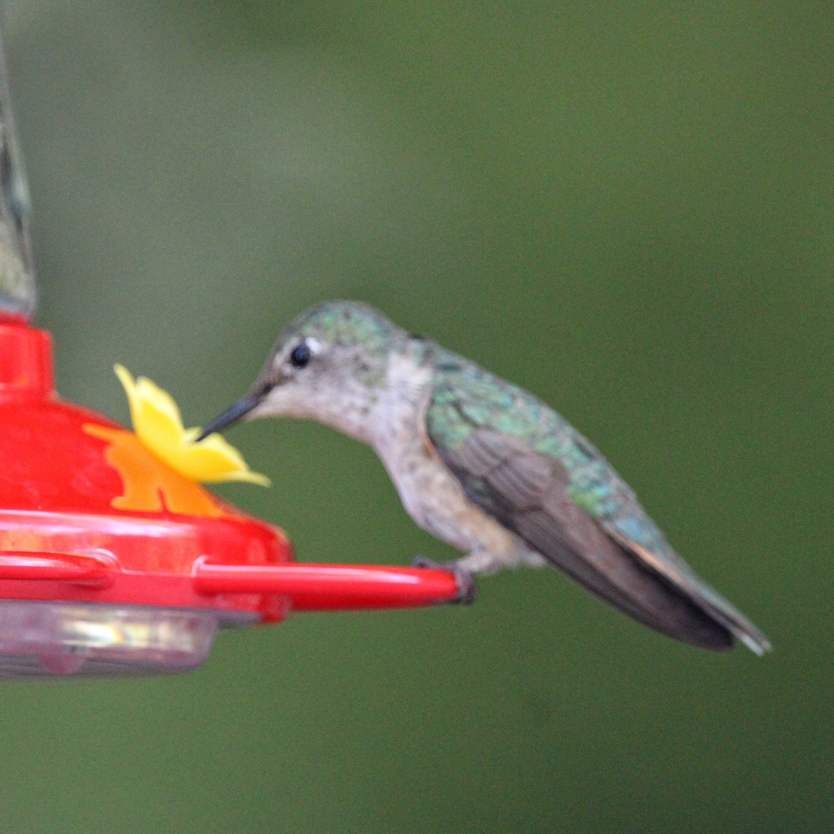 Broad-tailed Hummingbird - ML620483323