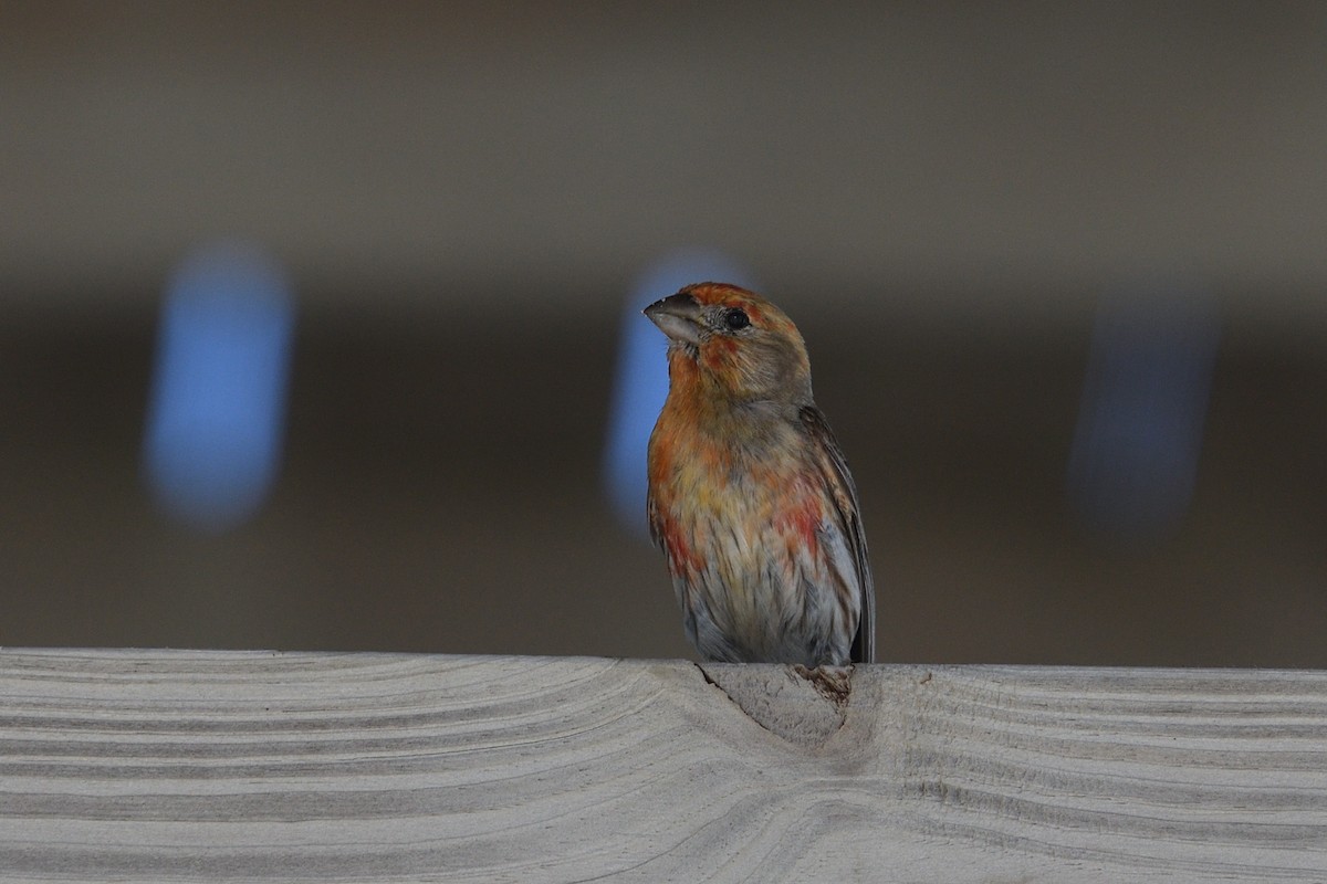 House Finch - ML620483326