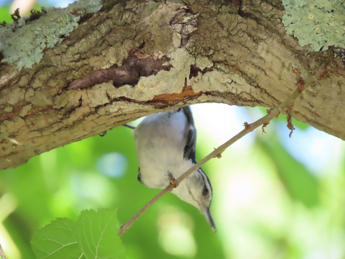 White-breasted Nuthatch (Eastern) - ML620483329