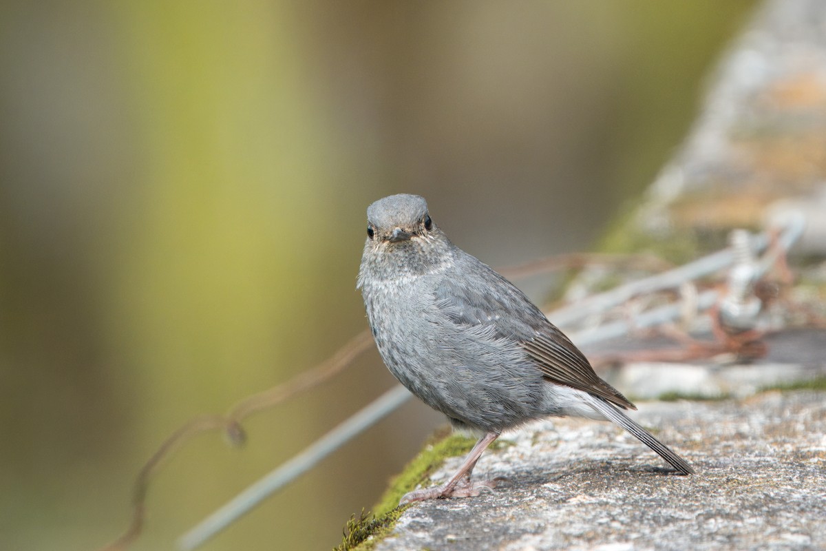 Plumbeous Redstart - ML620483330