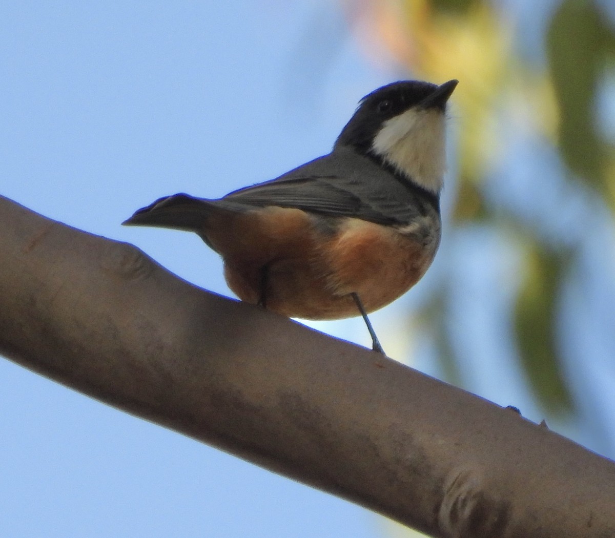 Rufous Whistler - ML620483336