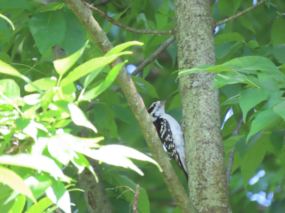 Downy Woodpecker (Eastern) - ML620483337