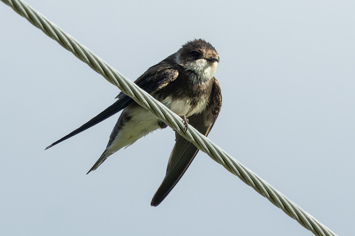 Bank Swallow - Kyle Blaney