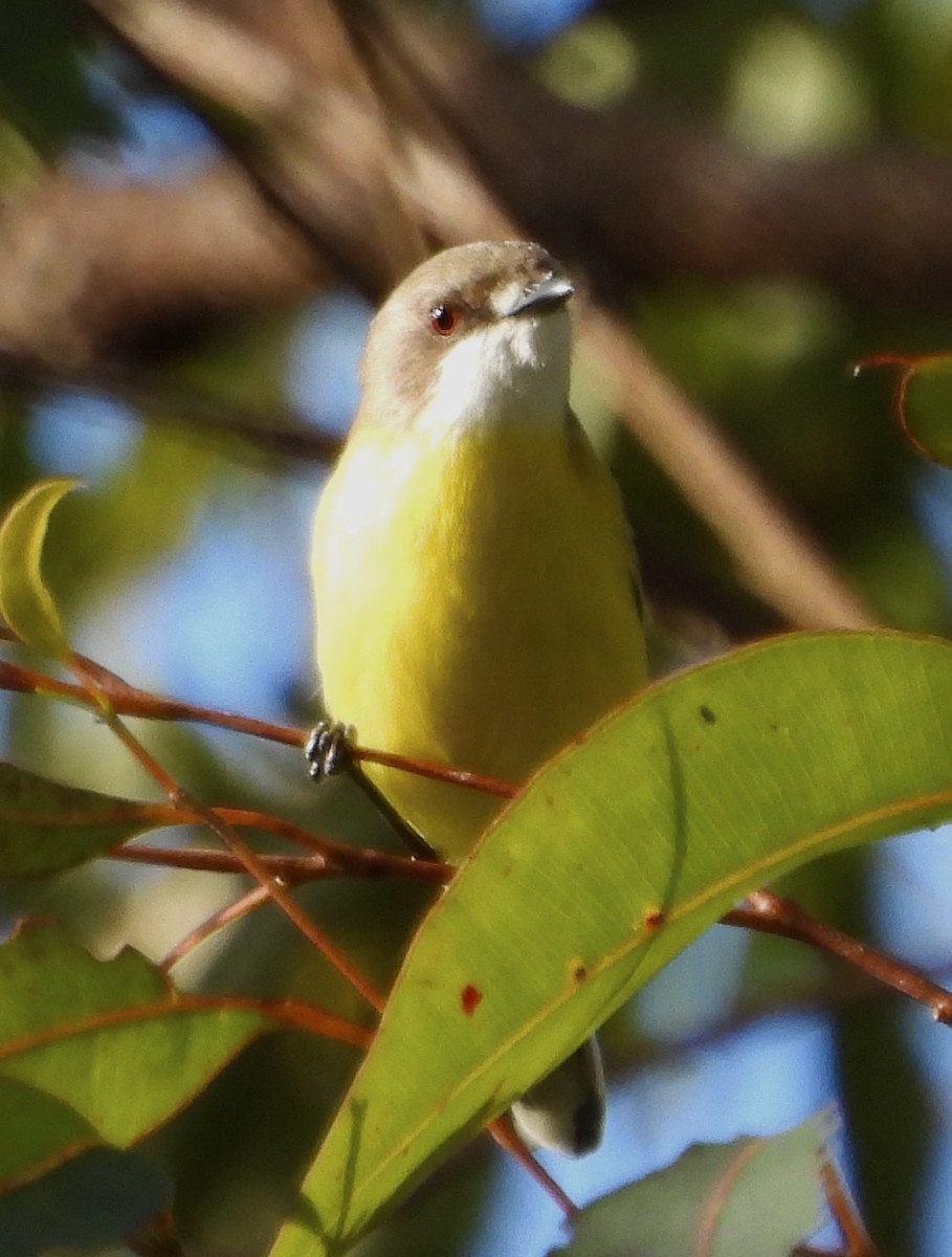 White-throated Gerygone - ML620483345