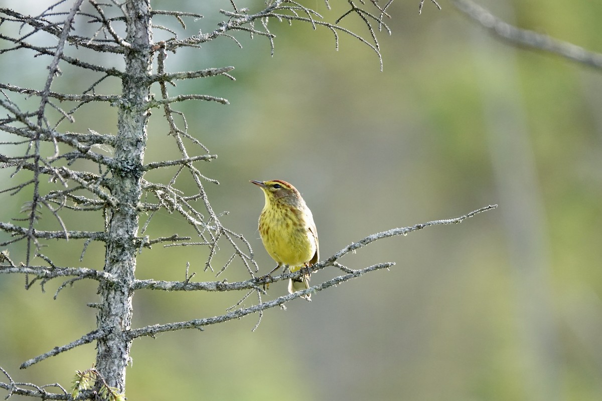 Palm Warbler - ML620483346