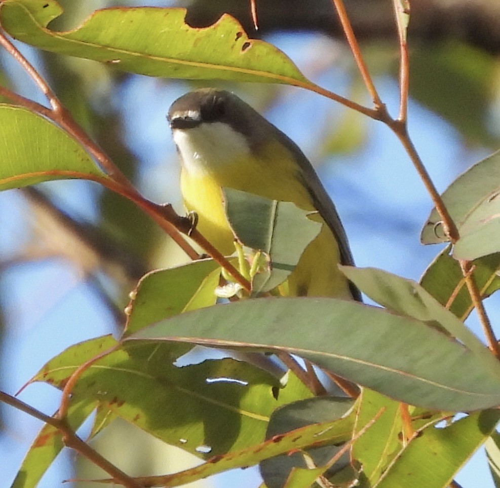 White-throated Gerygone - ML620483347