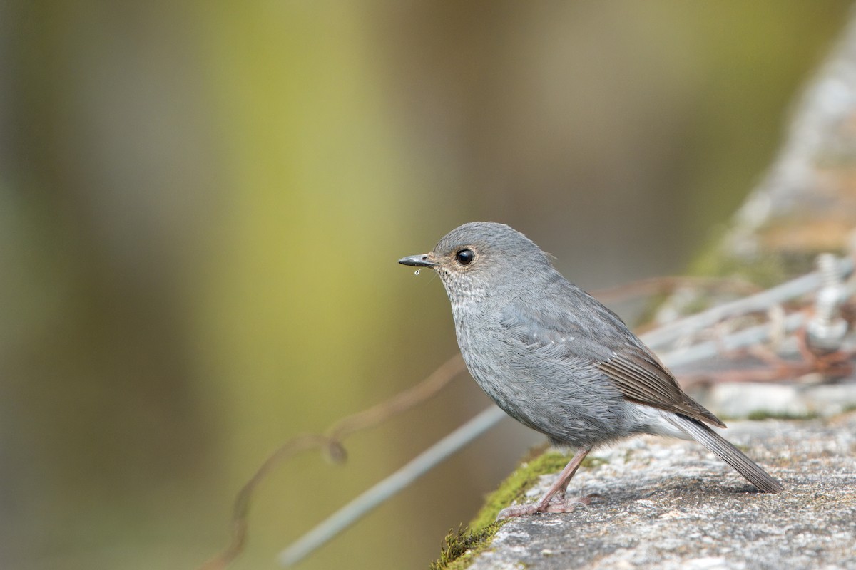 Plumbeous Redstart - ML620483352