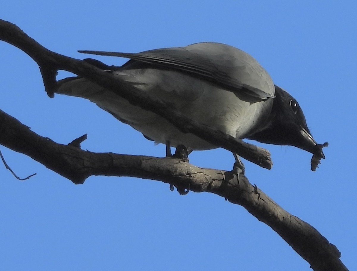 Black-faced Cuckooshrike - ML620483355