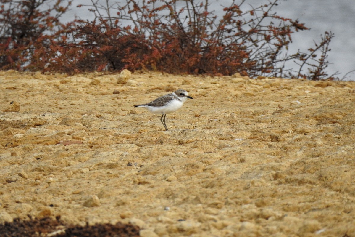 Kentish Plover - ML620483358