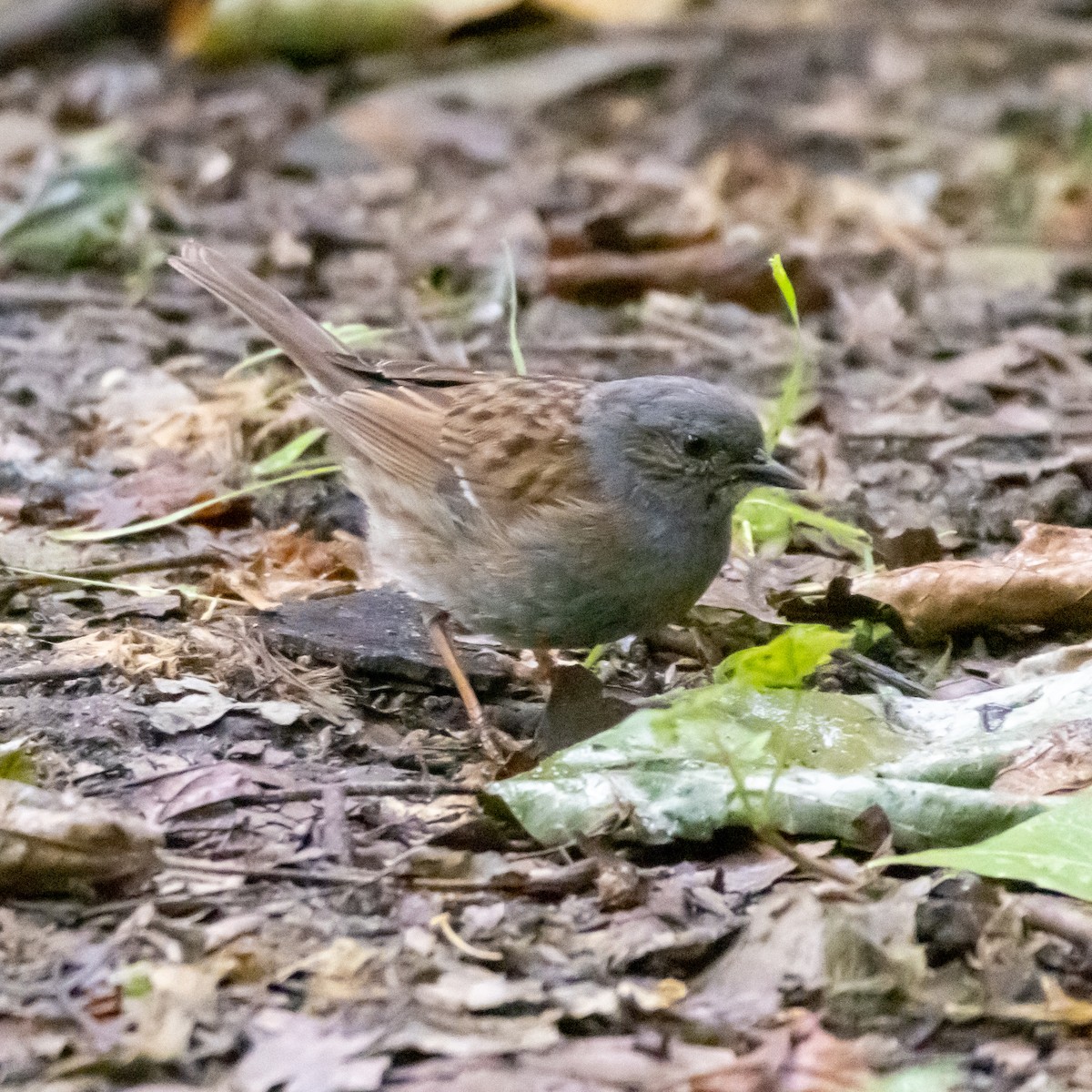 Dunnock - ML620483361