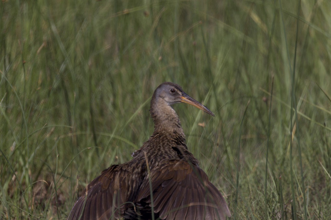 Clapper Rail - ML620483378