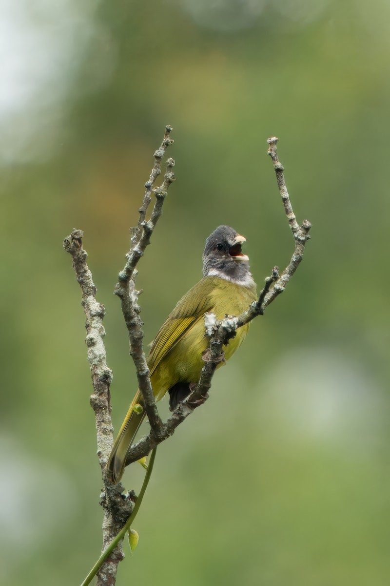 Collared Finchbill - ML620483379