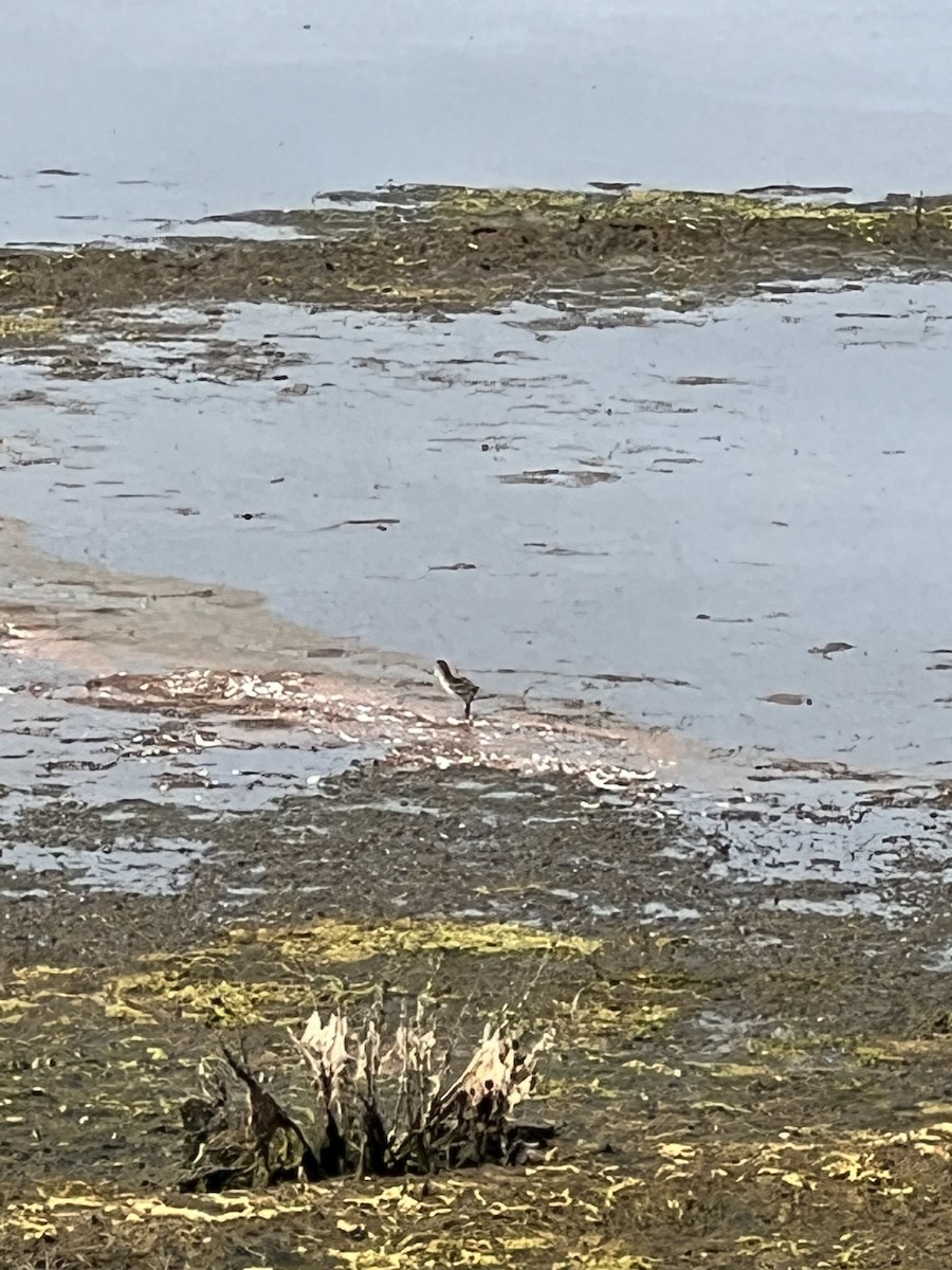 Common Redshank - ML620483388