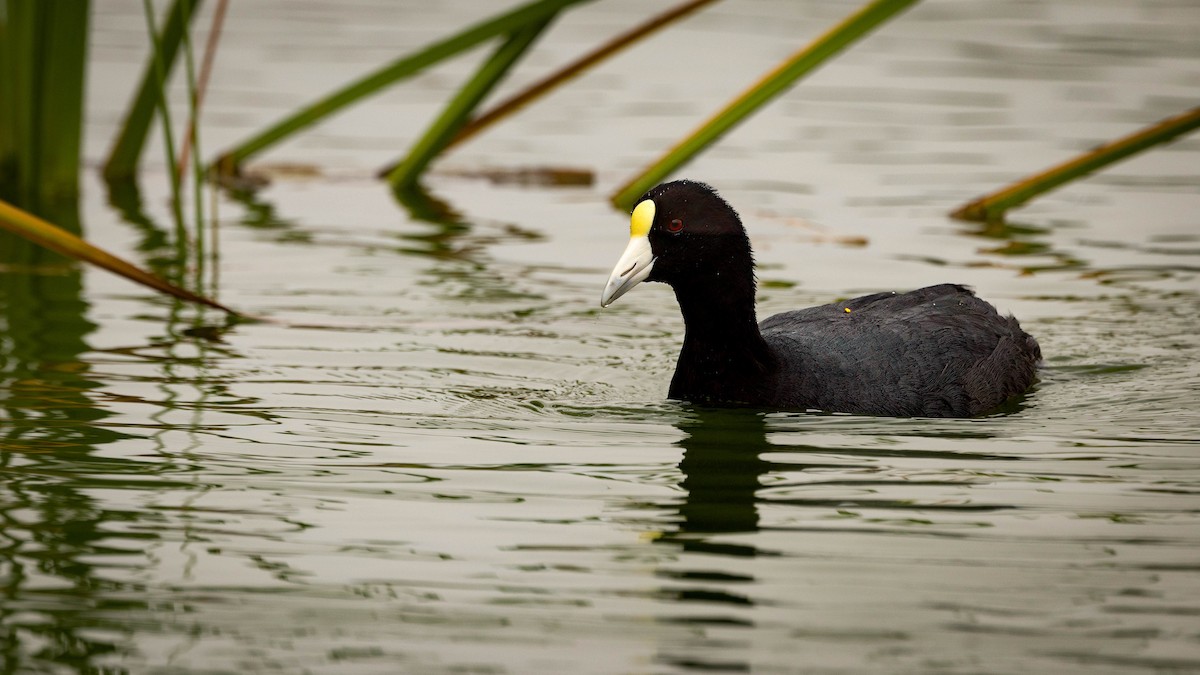 Slate-colored Coot - ML620483391