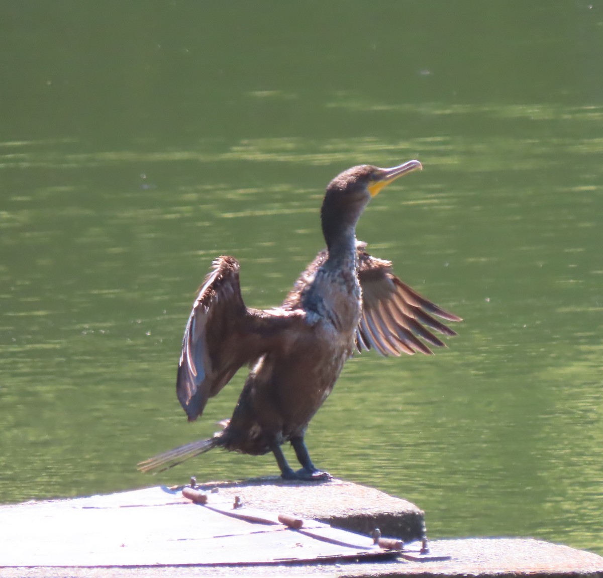 Double-crested Cormorant - ML620483392