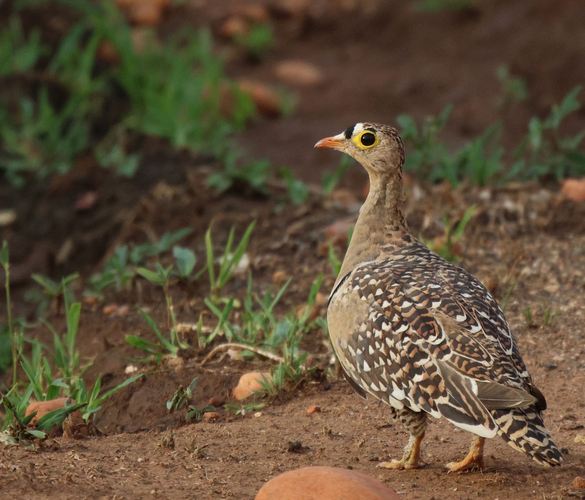 Double-banded Sandgrouse - ML620483393