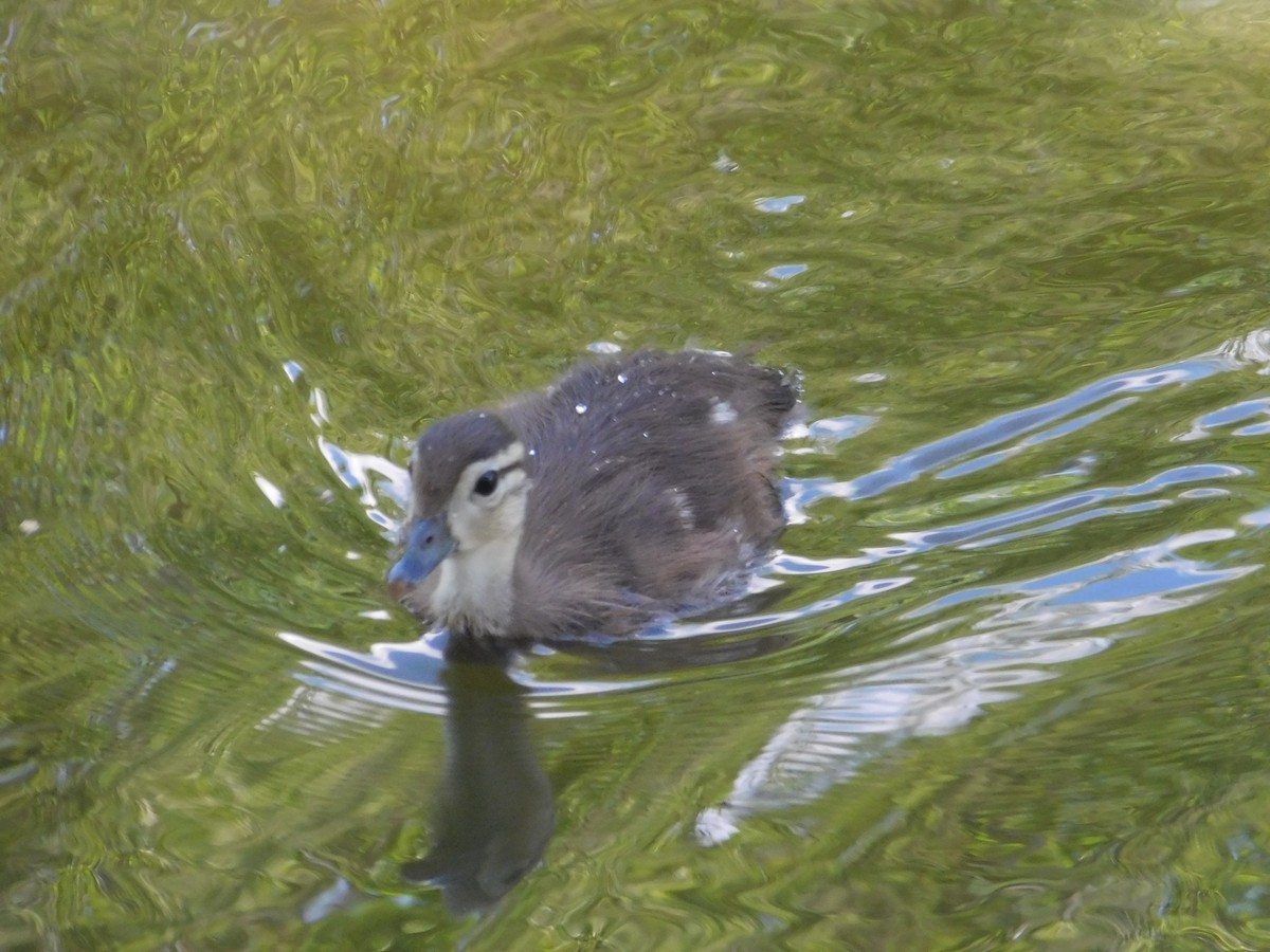 Wood Duck - ML620483395