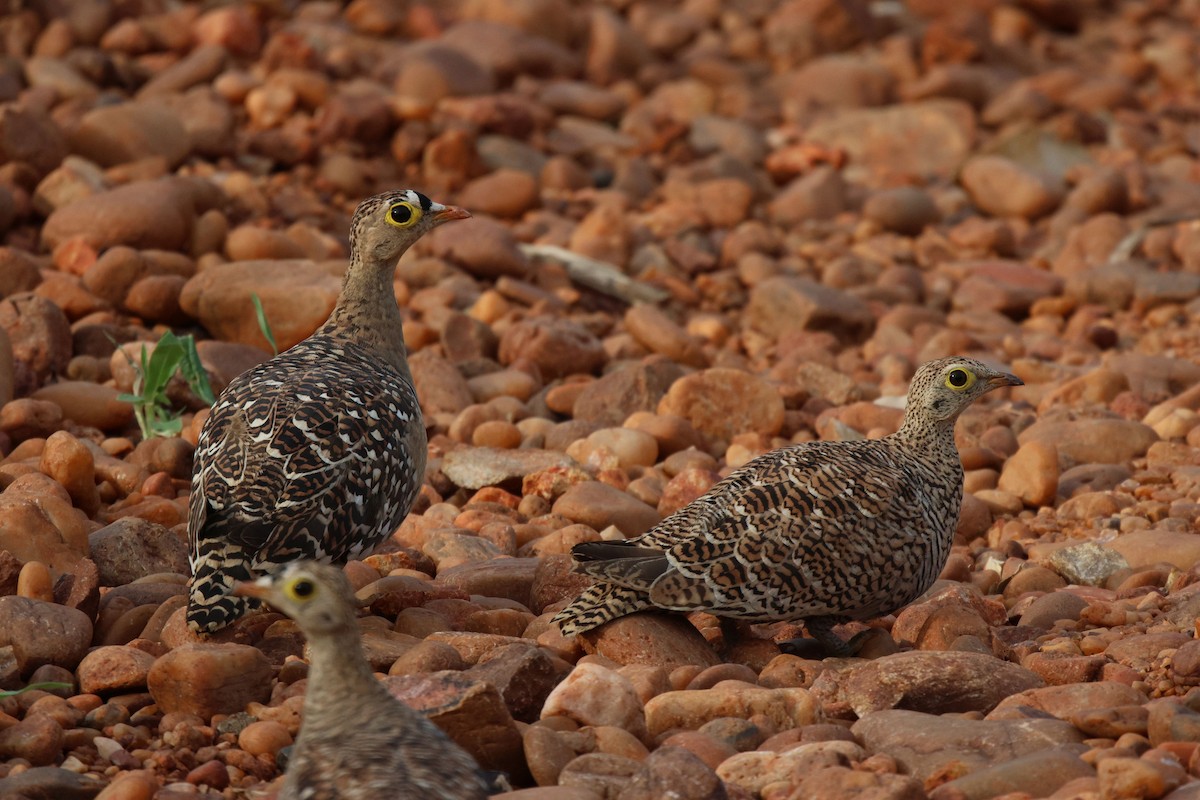 Double-banded Sandgrouse - ML620483396