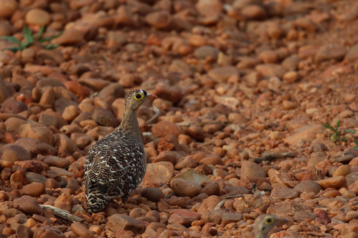 Double-banded Sandgrouse - ML620483397