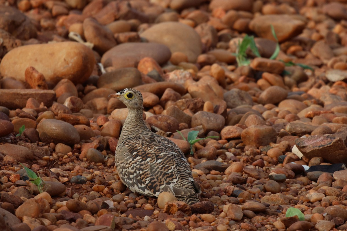 Double-banded Sandgrouse - ML620483399