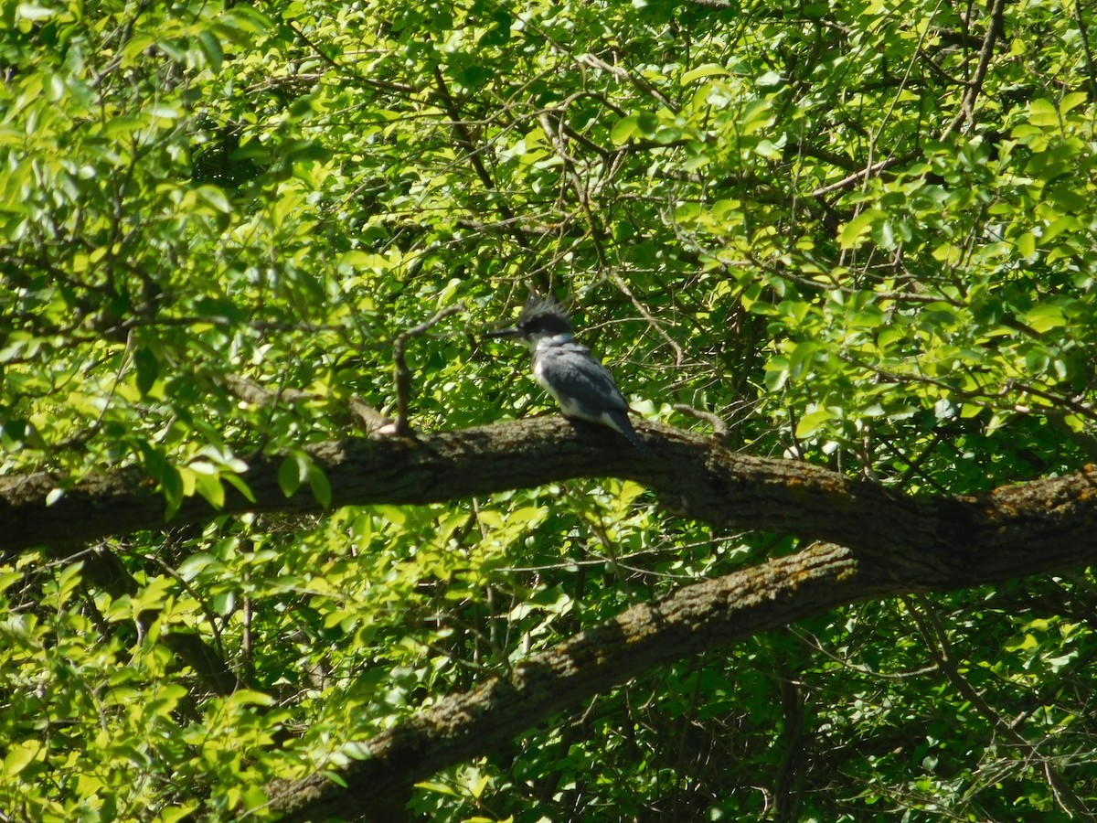 Belted Kingfisher - ML620483410