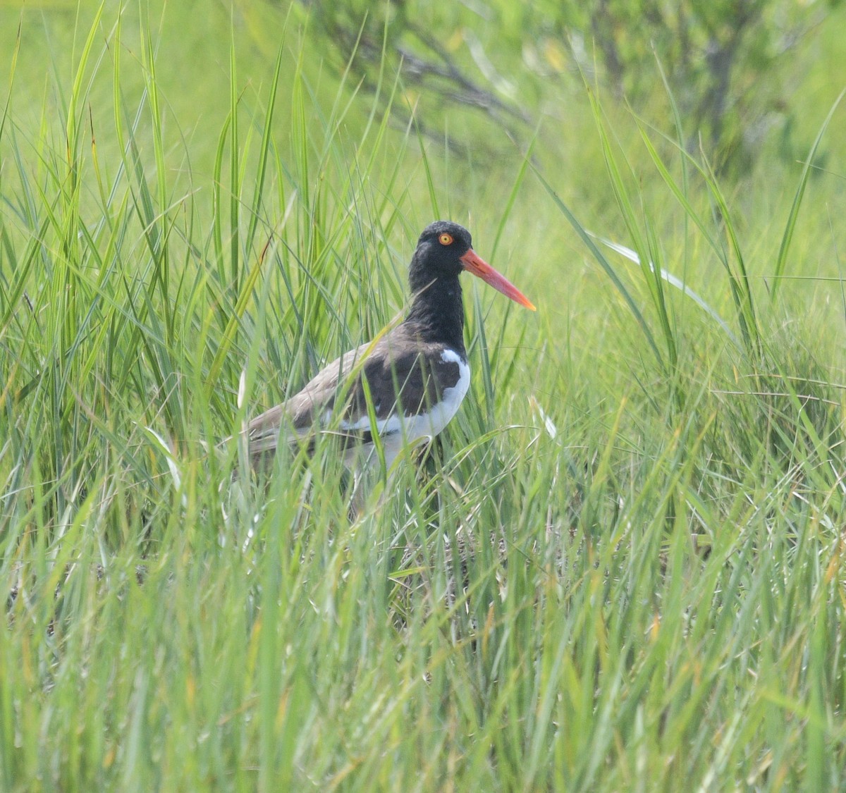 American Oystercatcher - ML620483411