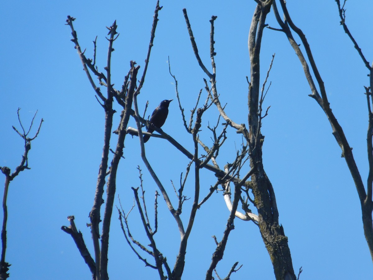 Common Grackle - ML620483414