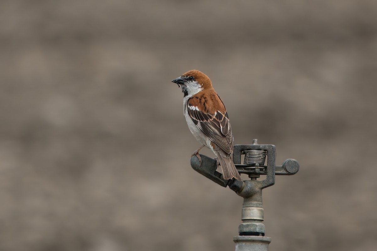 Russet Sparrow - ML620483415