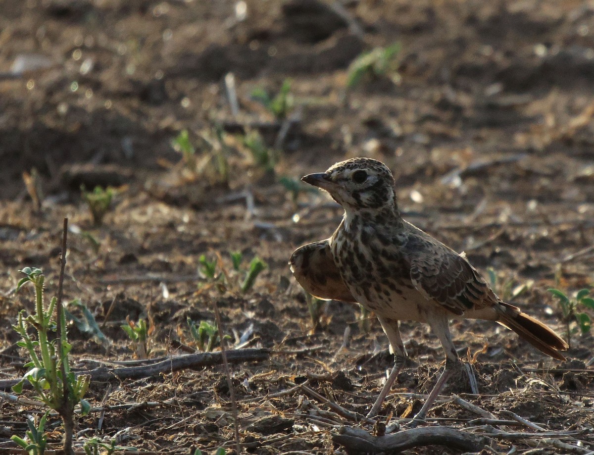 Dusky Lark - ML620483416