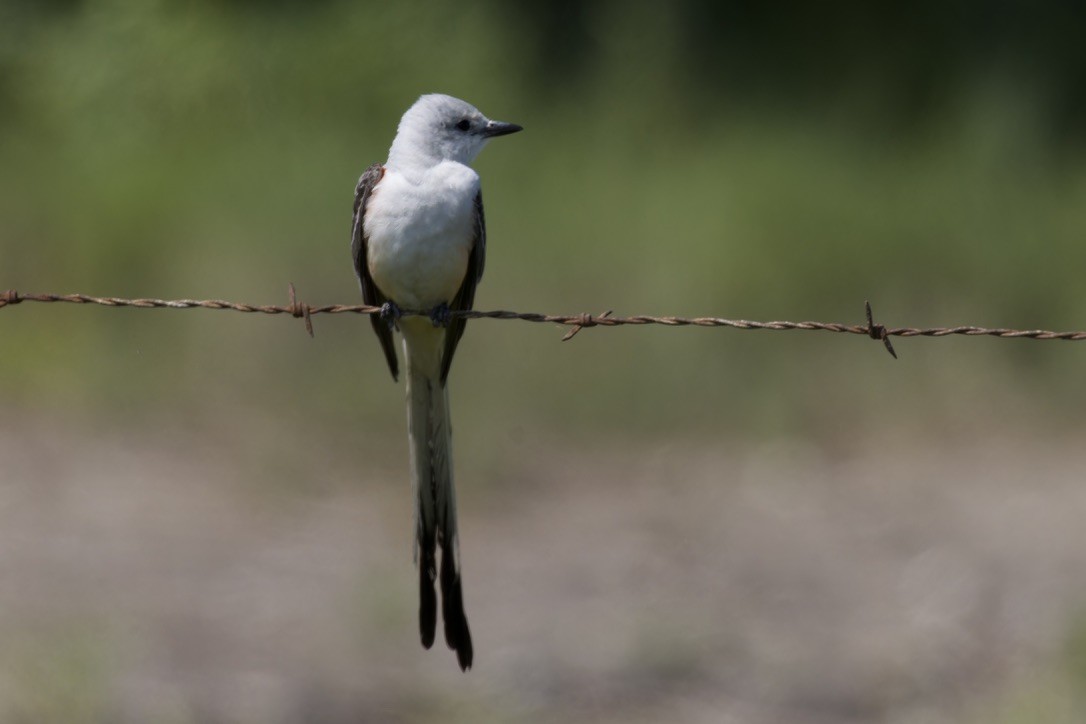 Scissor-tailed Flycatcher - ML620483419