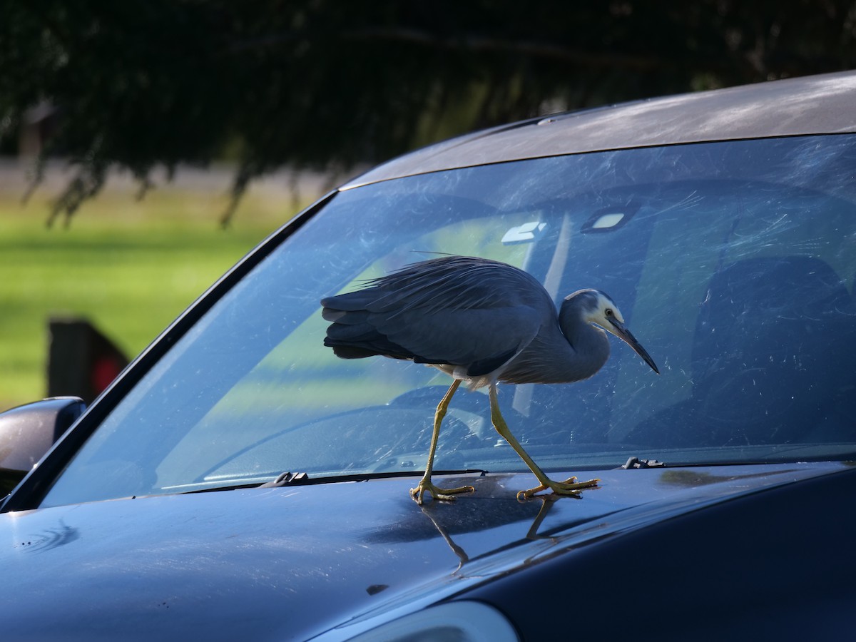 White-faced Heron - ML620483429