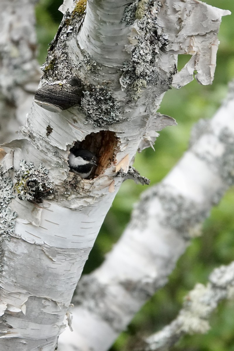 Black-capped Chickadee - ML620483442